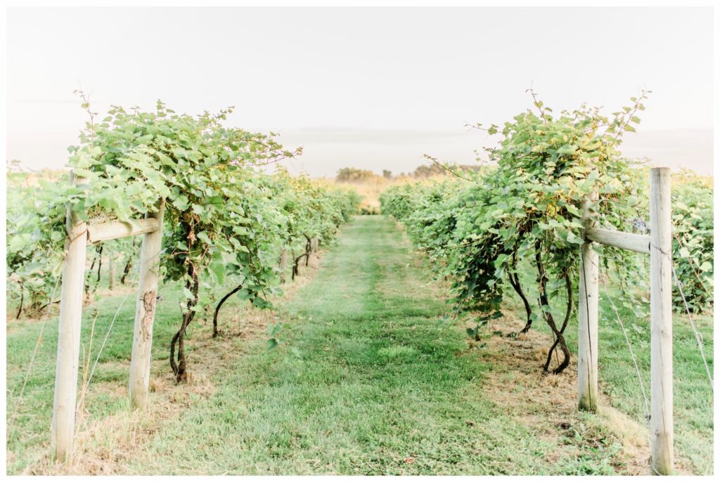 Painted Prairie Vineyard is a wonderful winery in Currie, Minnesota. It is a great venue option for any wedding!