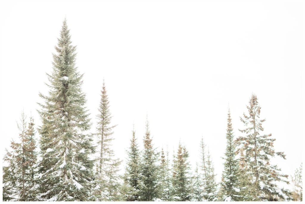 Oh, snowy pines...you take my breath away. I love your frosted boughs! Photo by Kayla Lee.