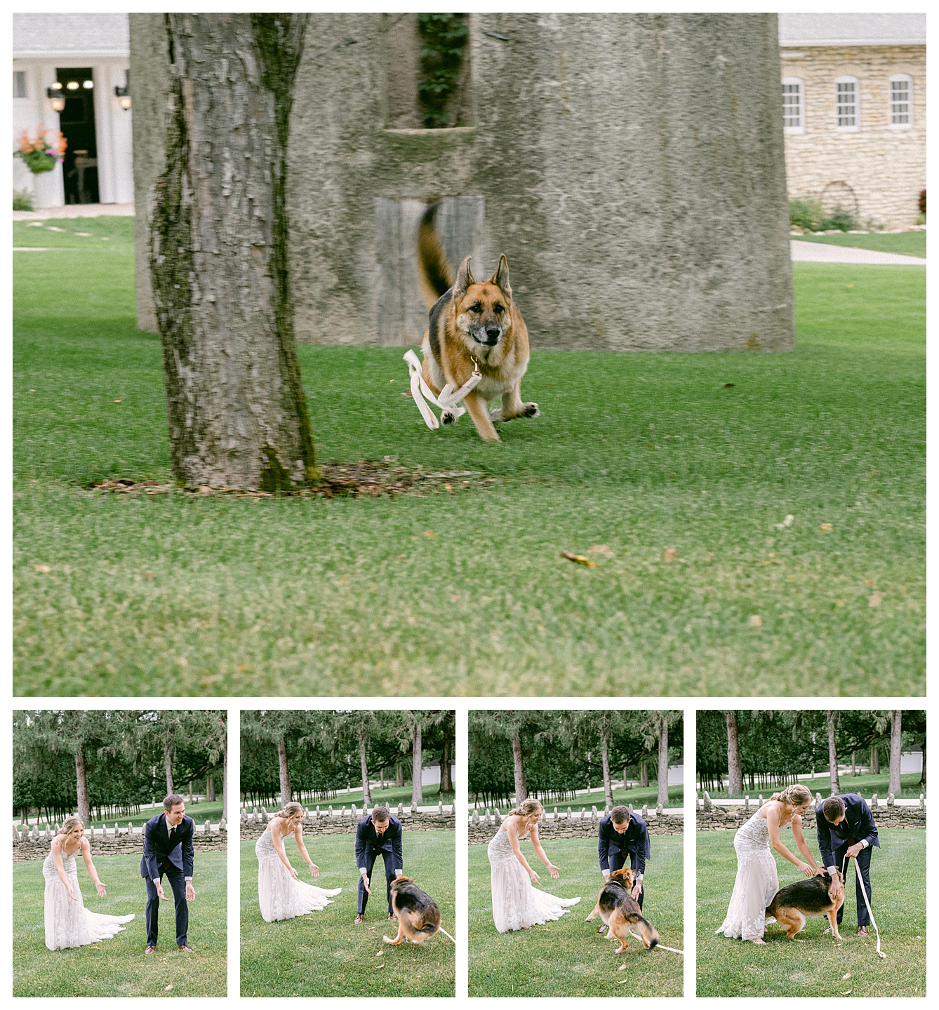 A bride and groom's dog's first look at a Mayowood Stone Barn Wedding. Photo by Kayla Lee.